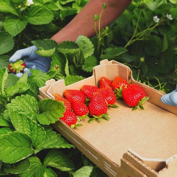 Raccolta fragole, Coop Sole