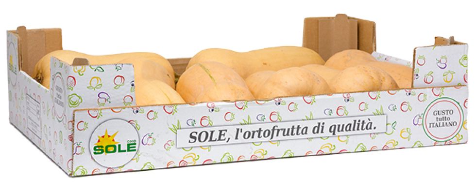 Zucca