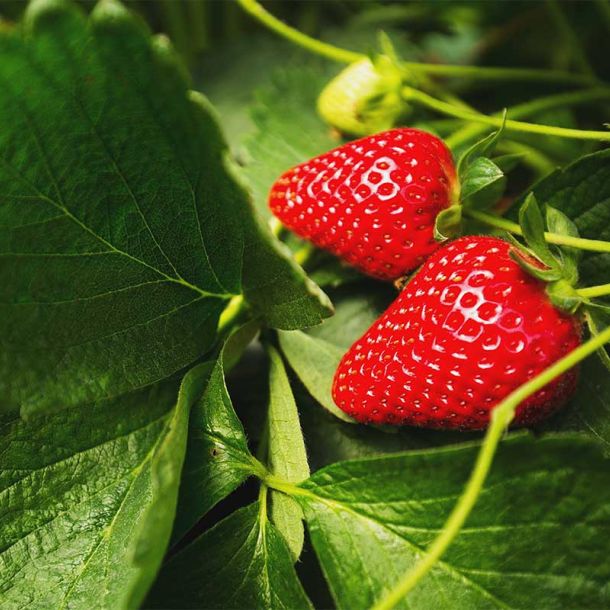 Dettaglio fragole in campo, Coop Sole