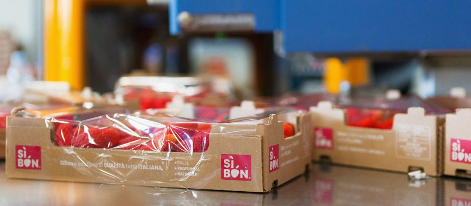 Confezionamento cassette di fragole, Coop Sole